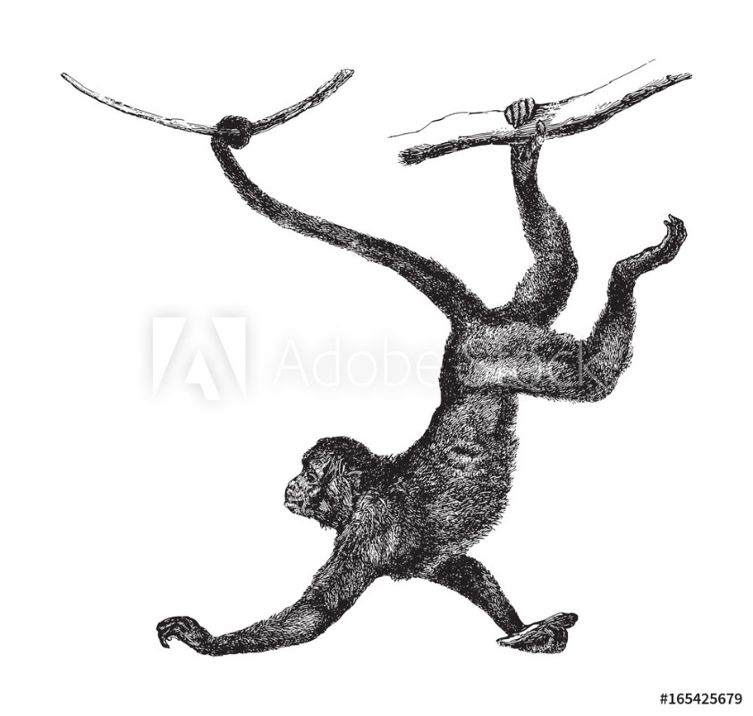 Afbeeldingen van Red faced spider monkey Ateles paniscus - vintage illustration 